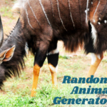 random animal generator