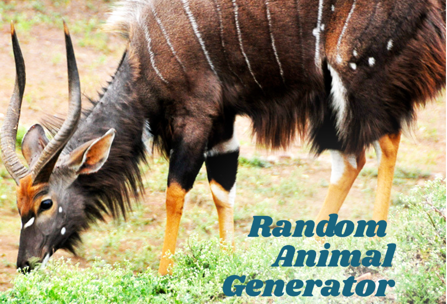 random animal generator